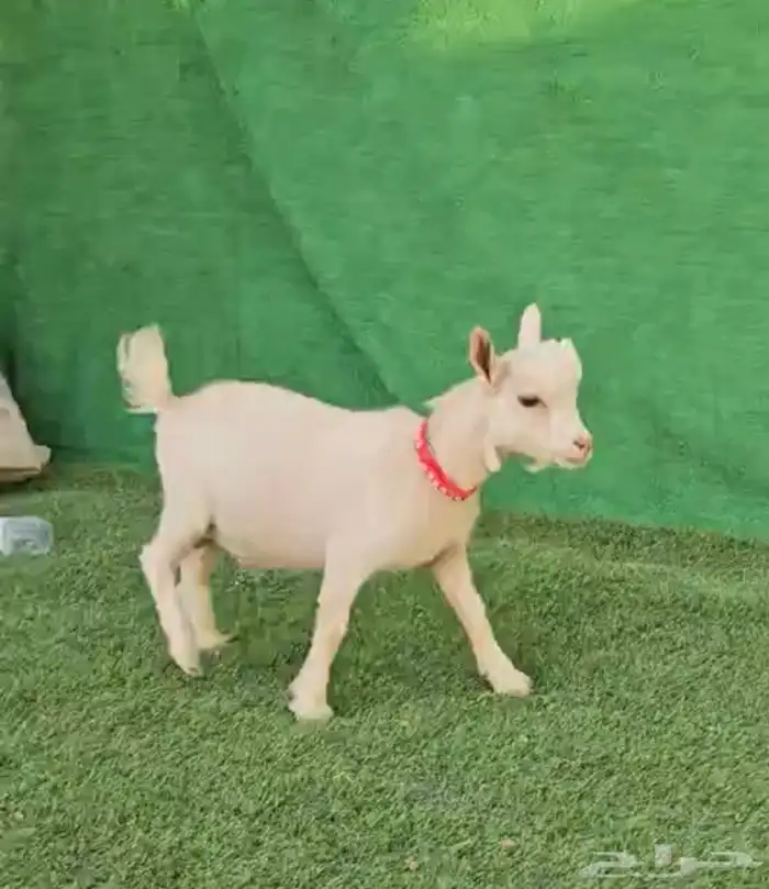 معزاء قزم الماعز القزم امهات ماعز قزم انتاج انثى دفيع 11