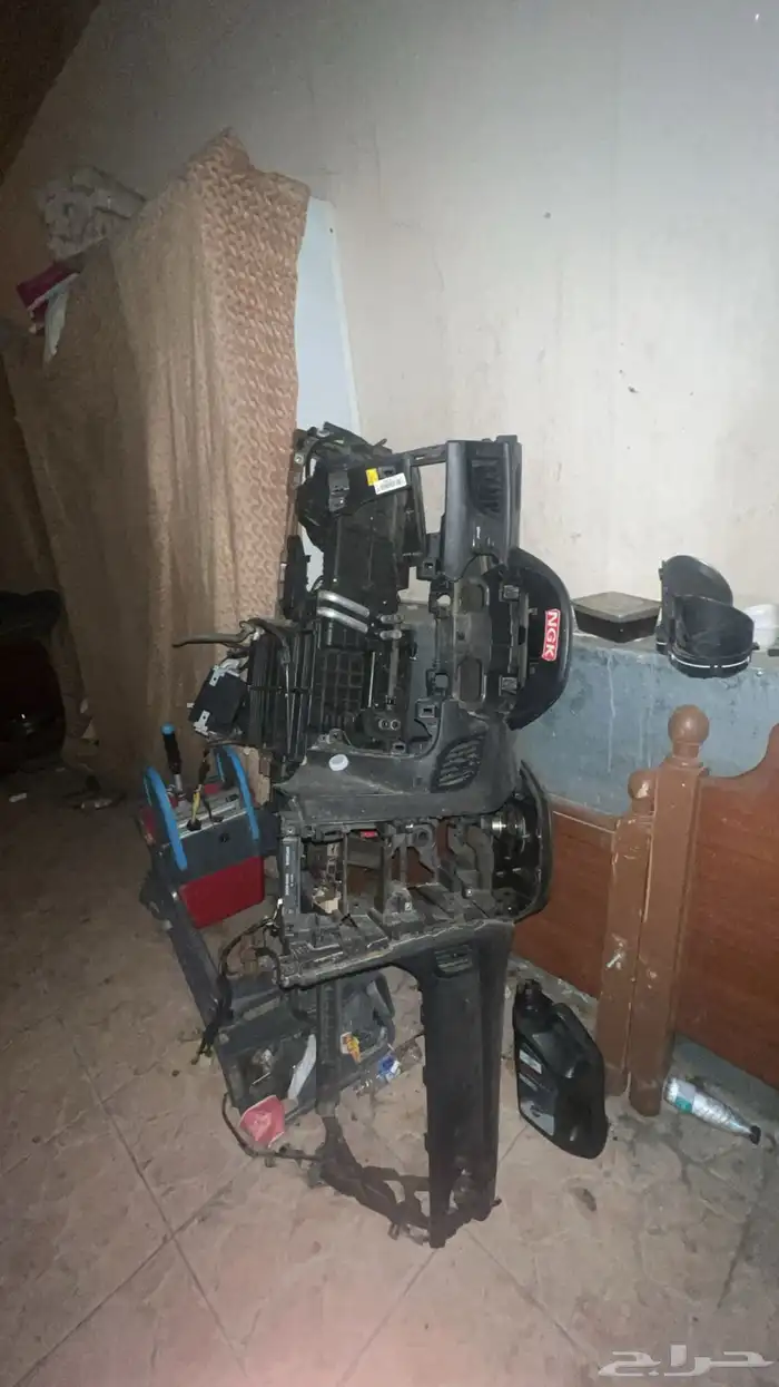 قشرة طبلون جنسس كوبيه 0