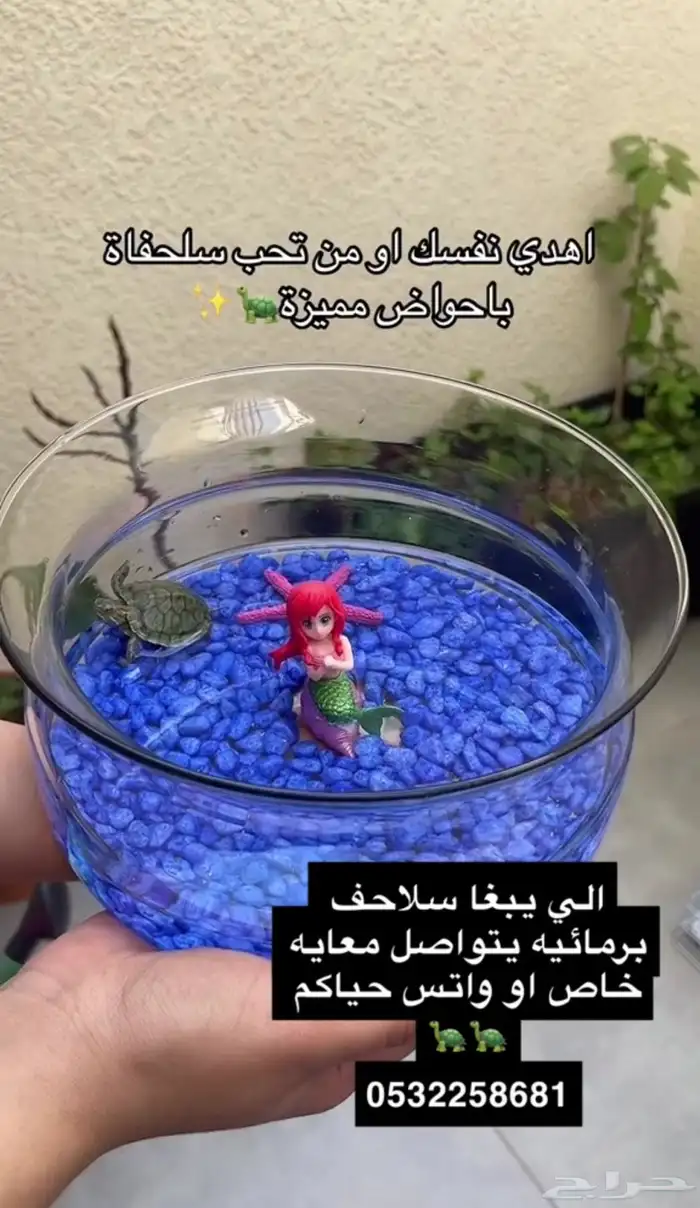 سمك فايتر و سلاحف برمائيه 1