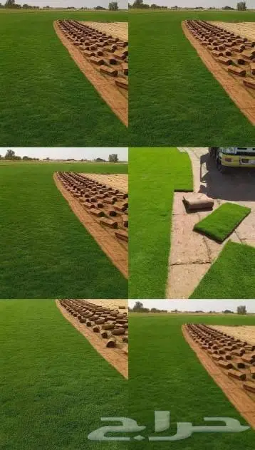 جميع اغراض الزراعه ثيل أشجار نخيل زهور عماله 0