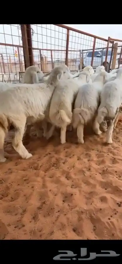 ذبيحتك تاصلك لباب بيتك بكل ذمه وأمانه بإشراف شاب سعودي 3