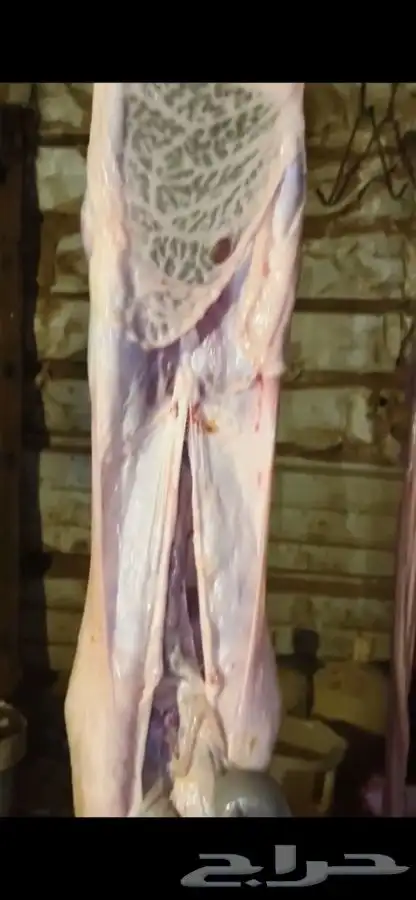 ذبيحتك تاصلك لباب بيتك بكل ذمه وأمانه بإشراف شاب سعودي 7