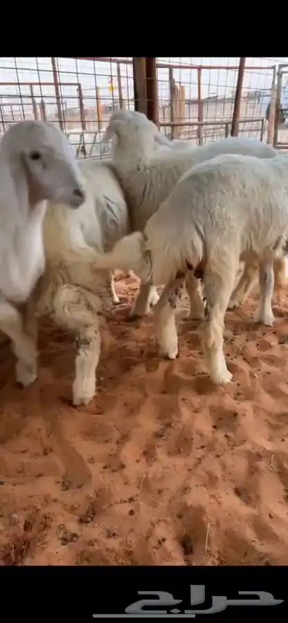 ذبيحتك تاصلك لباب بيتك بكل ذمه وأمانه بإشراف شاب سعودي 6