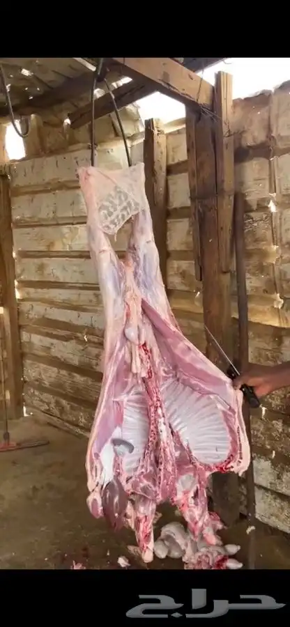 ذبيحتك تاصلك لباب بيتك بكل ذمه وأمانه بإشراف شاب سعودي 12