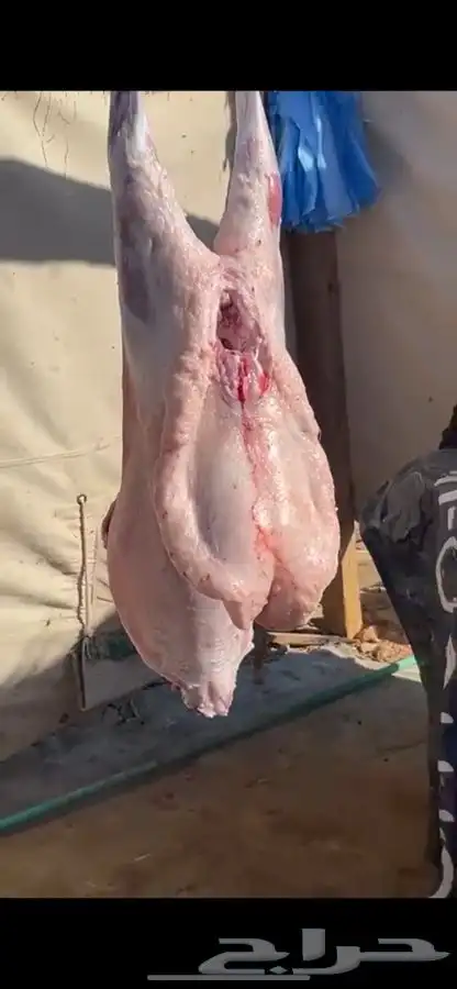 ذبيحتك تاصلك لباب بيتك بكل ذمه وأمانه بإشراف شاب سعودي 2