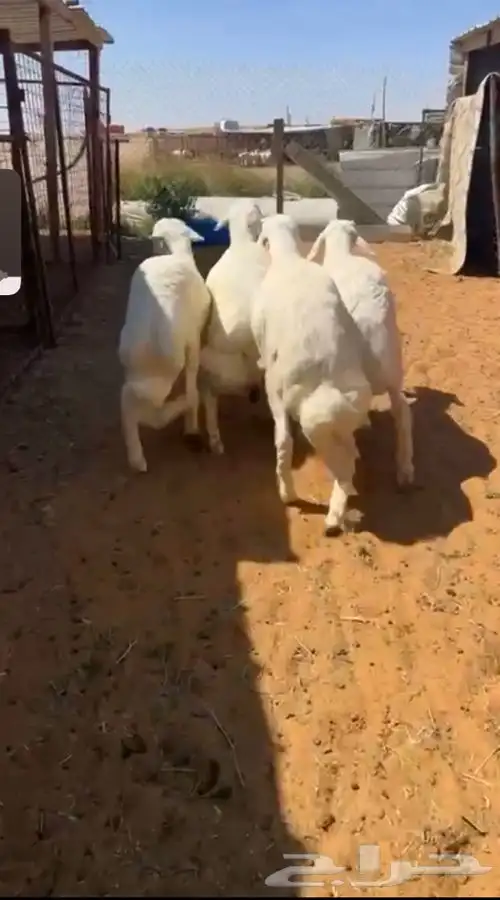 ذبيحتك تاصلك لباب بيتك بكل ذمه وأمانه بإشراف شاب سعودي 4