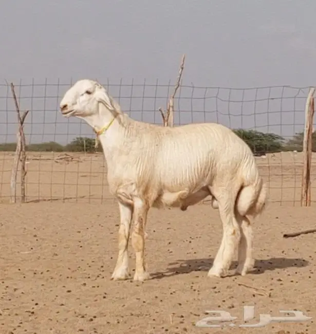 جذع مشروط صنف تم البيع 0