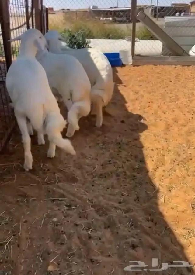 ذبيحتك تاصلك لباب بيتك بكل ذمه وأمانه بإشراف شاب سعودي 5