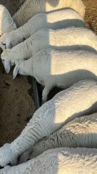 سواكني حمري وطليان حري مع الذبح والتوصيل 8