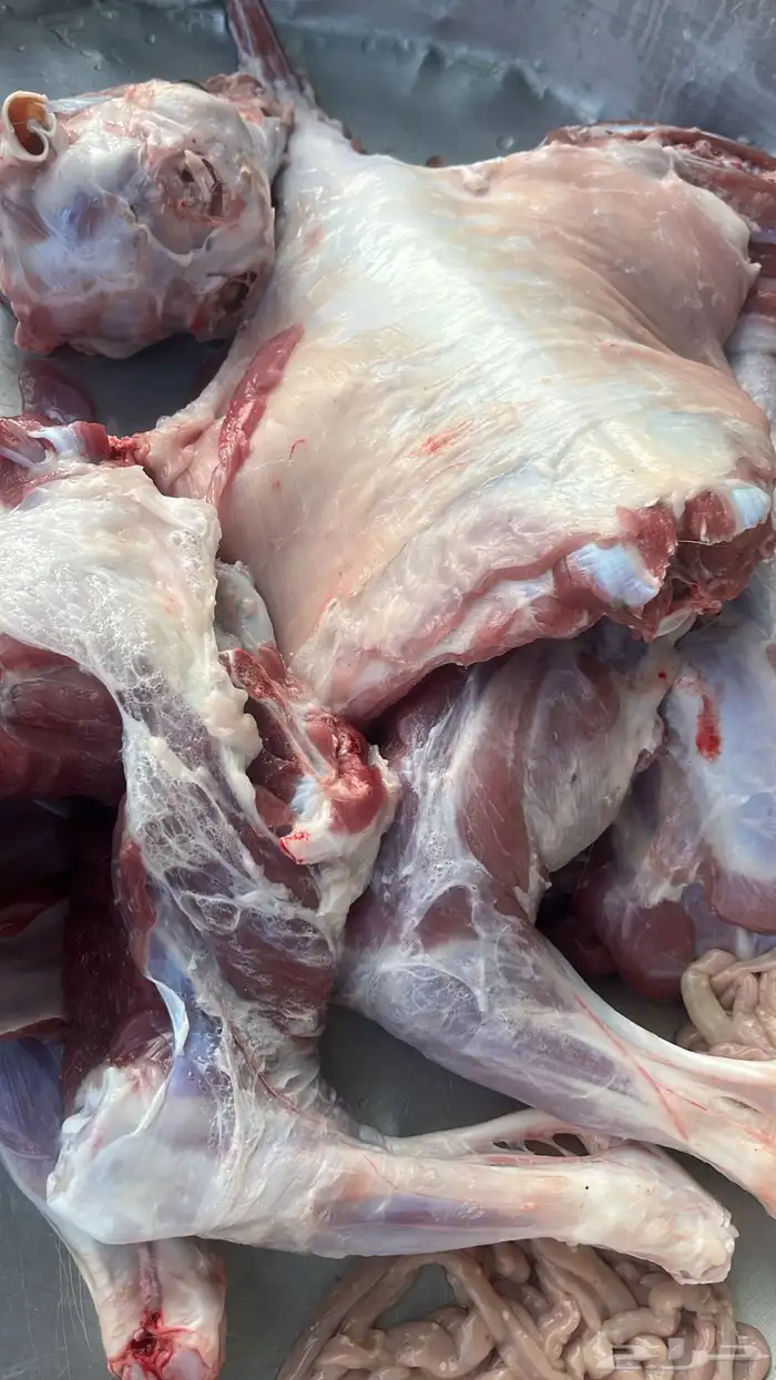 سواكني حمري وطليان حري مع الذبح والتوصيل 7