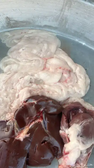 سواكني حمري وطليان حري مع الذبح والتوصيل 6