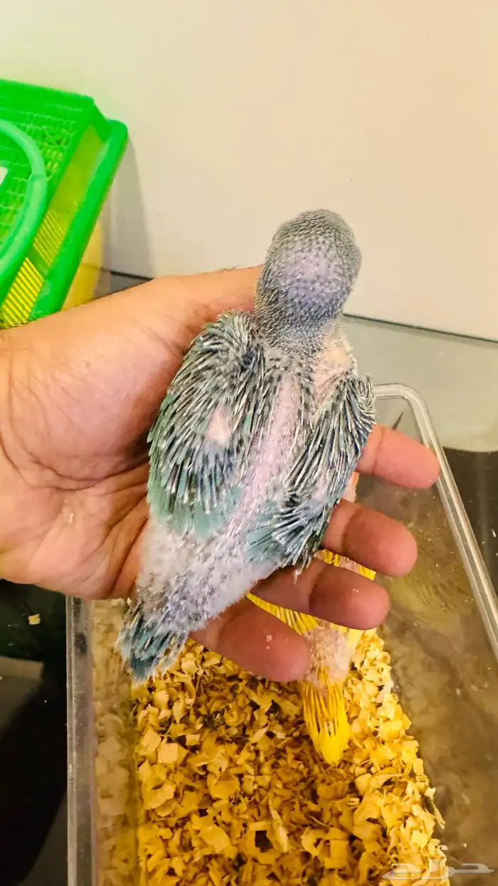 فرخ درة هولندي لاتينو وتركواز 1