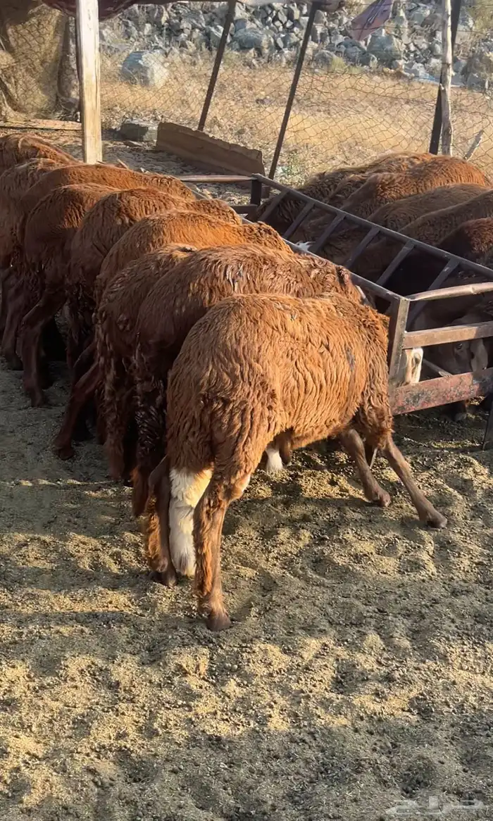 سواكني حمري وطليان حري مع الذبح والتوصيل 3