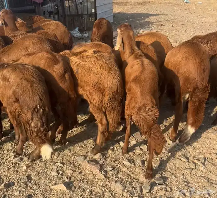 سواكني حمري وطليان حري مع الذبح والتوصيل 4