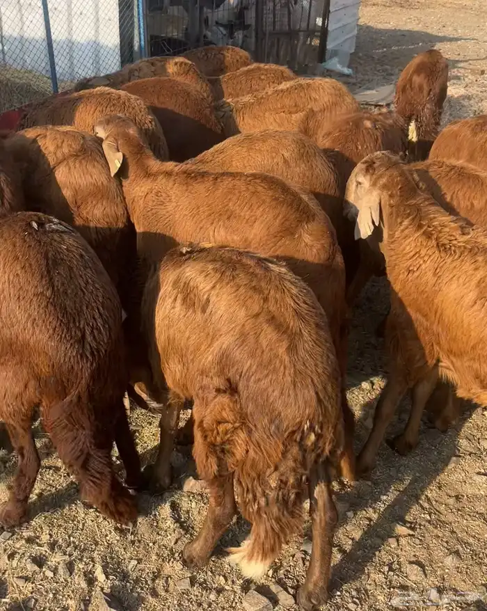 سواكني حمري وطليان حري مع الذبح والتوصيل 2