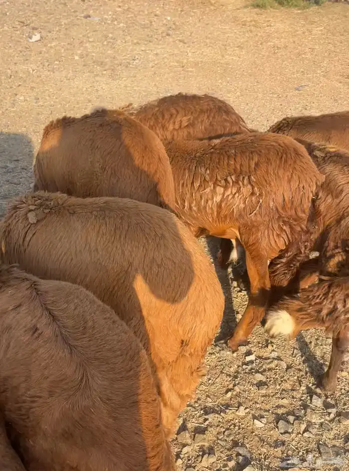 سواكني حمري وطليان حري مع الذبح والتوصيل 0