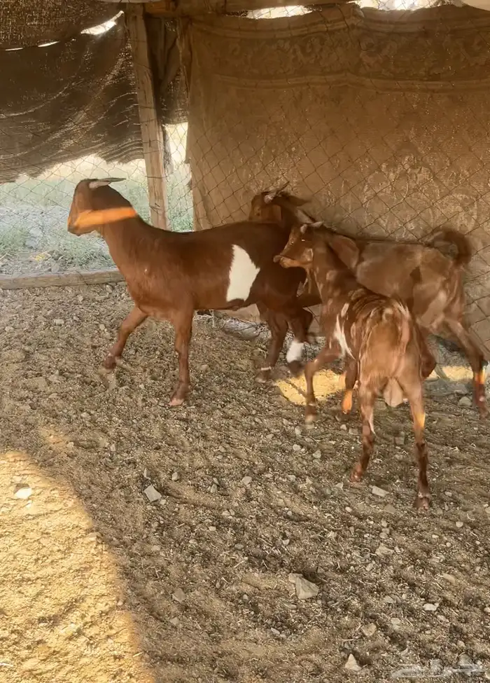 سواكني حمري وطليان حري مع الذبح والتوصيل 9