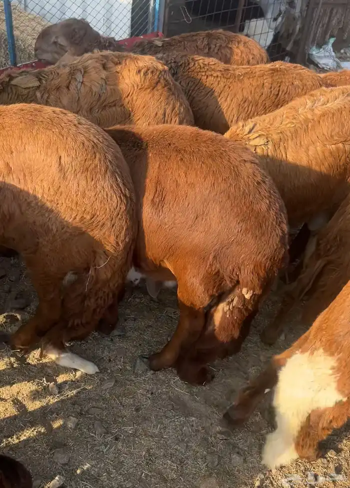 سواكني حمري وطليان حري مع الذبح والتوصيل 5