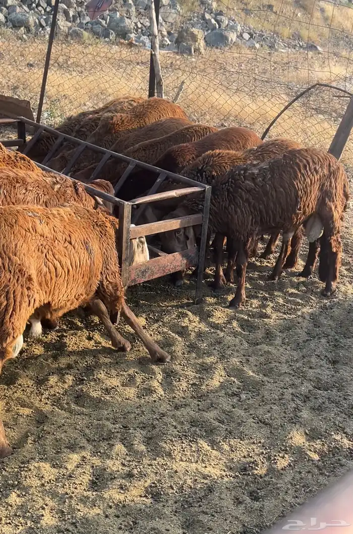سواكني حمري وطليان حري مع الذبح والتوصيل 1