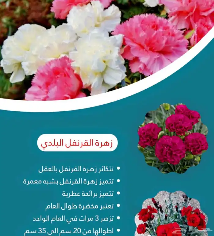 زهور قرنفل بلدي 5