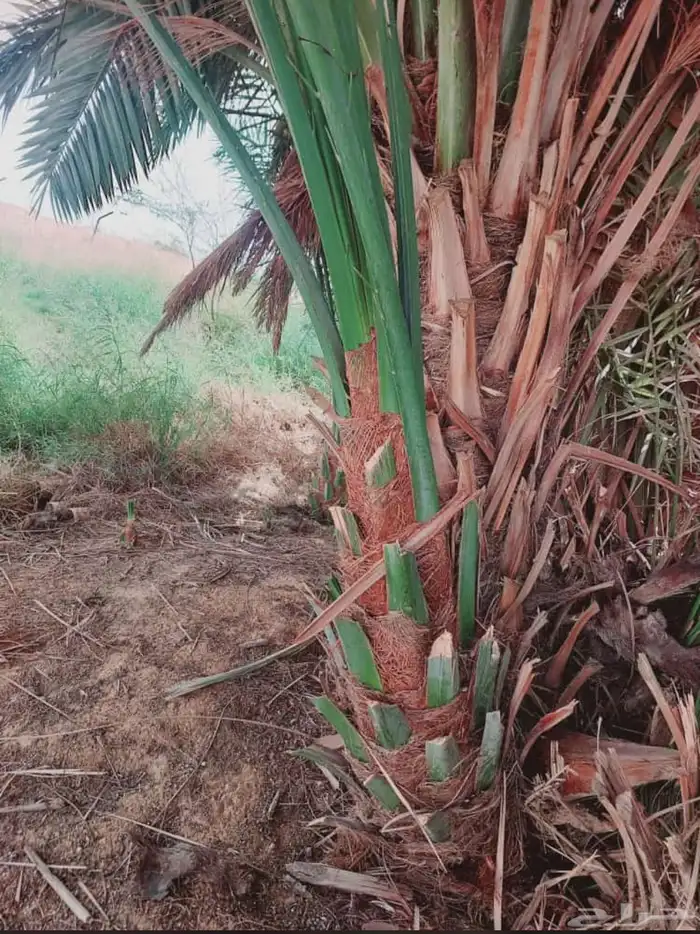 نخل للبيع في القصيم 6