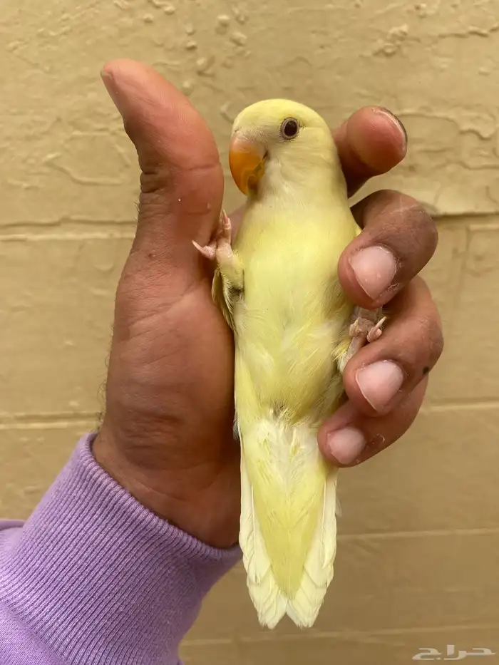 ببغاء الروز اليفه 5