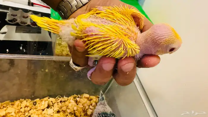 فرخ درة هولندي لاتينو وتركواز 0