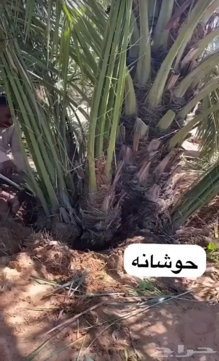 نخل للبيع في القصيم 1