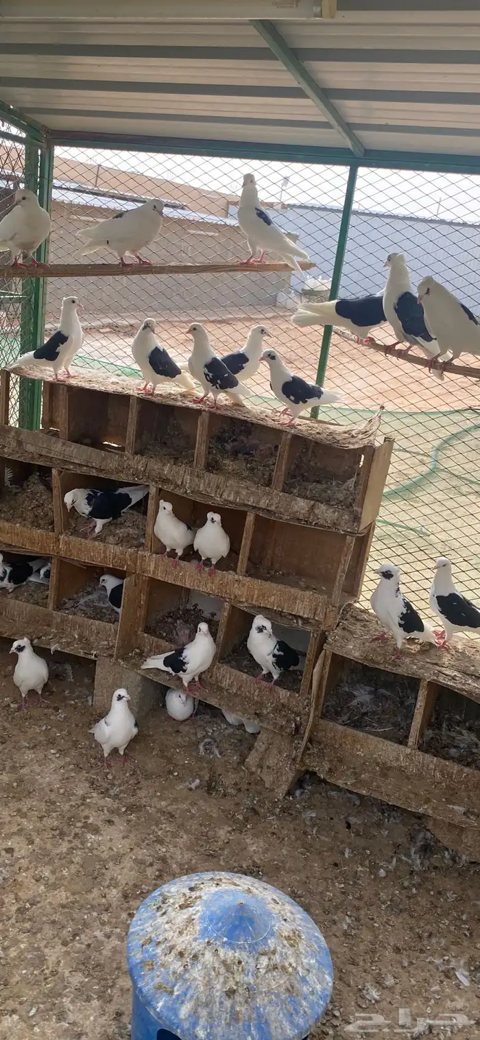 حمام قطايف فرايده للبيع 1