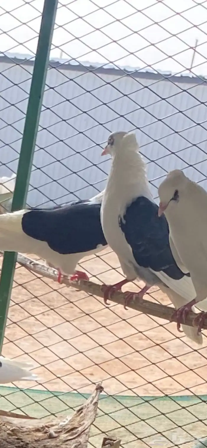 حمام قطايف فرايده للبيع 0
