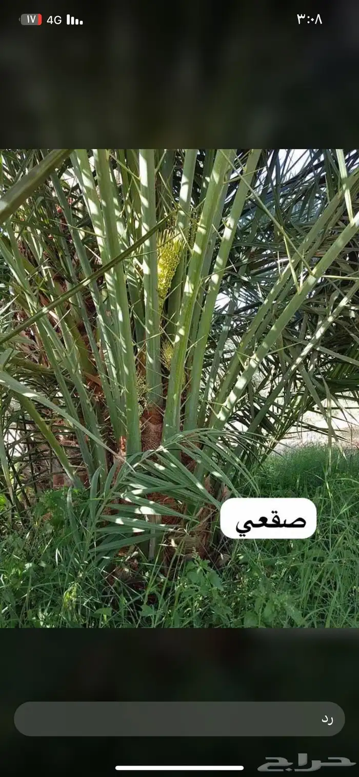 نخل للبيع في القصيم 7