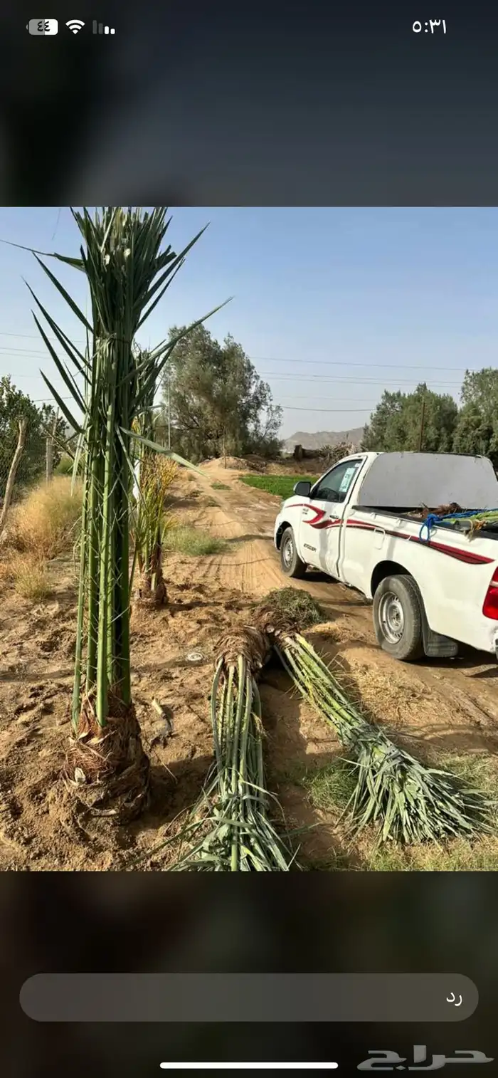نخل للبيع في القصيم 3