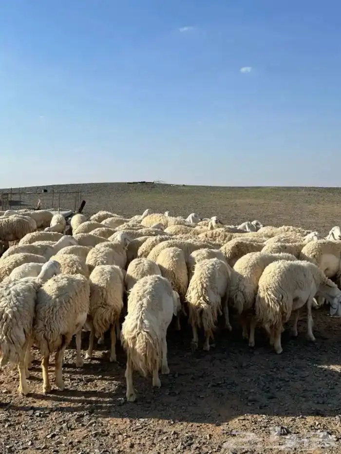 مراح ابو بدر لبيع مشاريع فحول الصنف 2