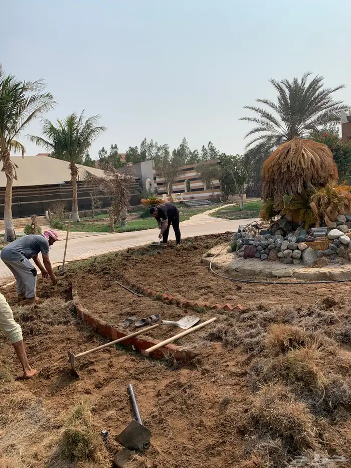 نجيله ثيل عشب اخضر C2000 صافي 20