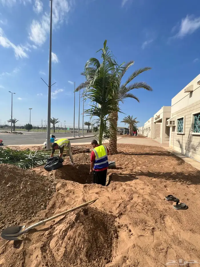 نجيله ثيل عشب اخضر C2000 صافي 7