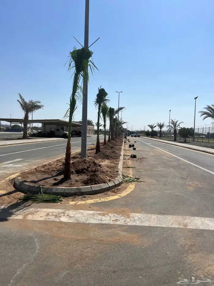 نجيله ثيل عشب اخضر C2000 صافي 13
