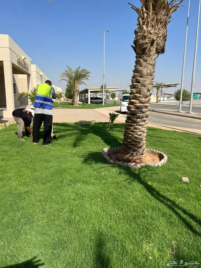 نجيله ثيل عشب اخضر C2000 صافي 10