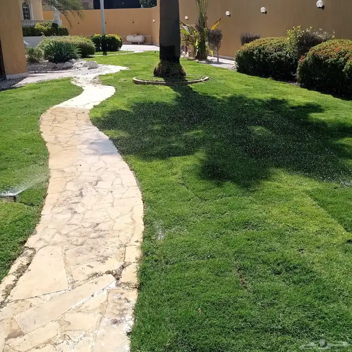 نجيله ثيل عشب اخضر C2000 صافي 5