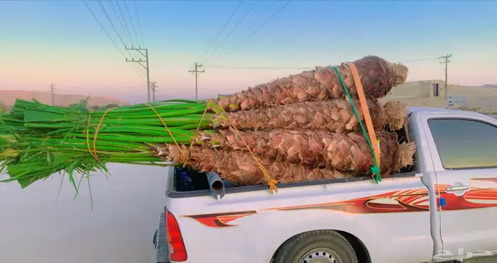 نخل واشنطني زينه للبيع الدوادمي 3