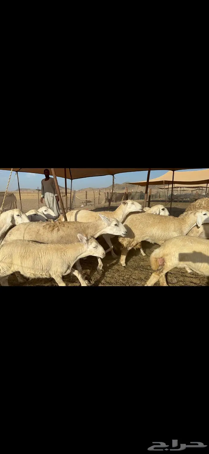 عرض نادر غنم حرش عددها 39 بالفحل وتحتها 20 0