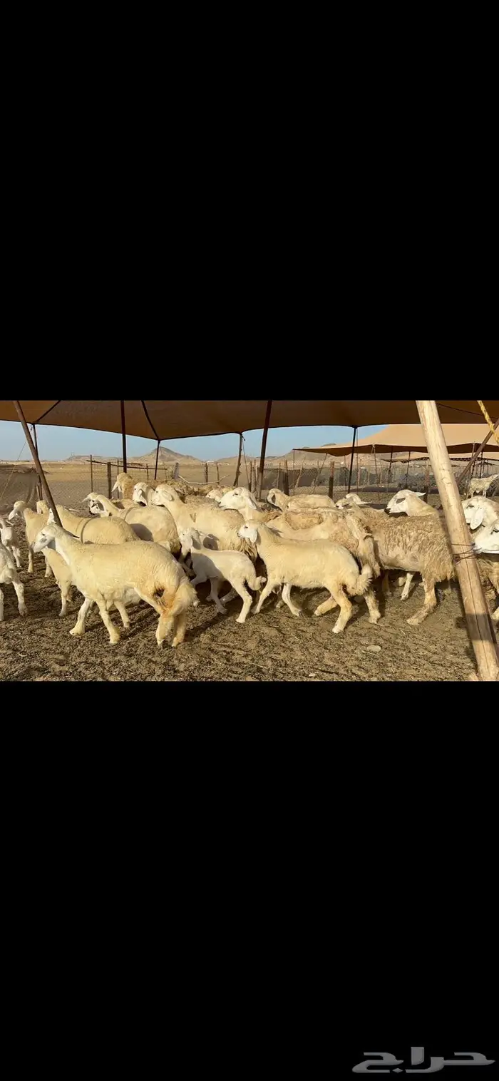 عرض نادر غنم حرش عددها 39 بالفحل وتحتها 20 3