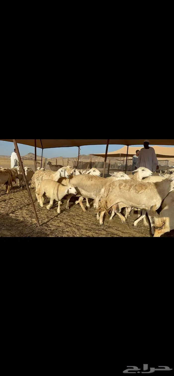 عرض نادر غنم حرش عددها 39 بالفحل وتحتها 20 7