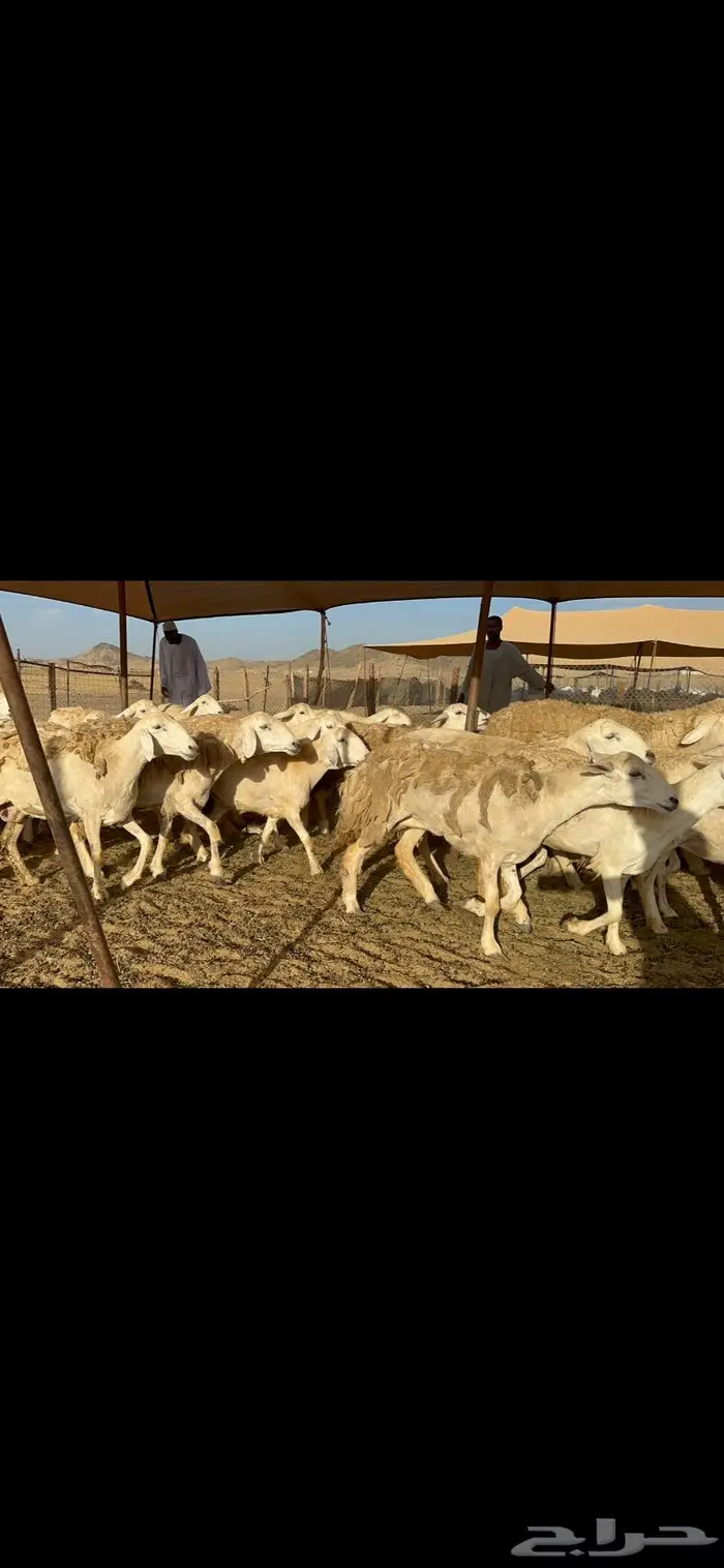 عرض نادر غنم حرش عددها 39 بالفحل وتحتها 20 5