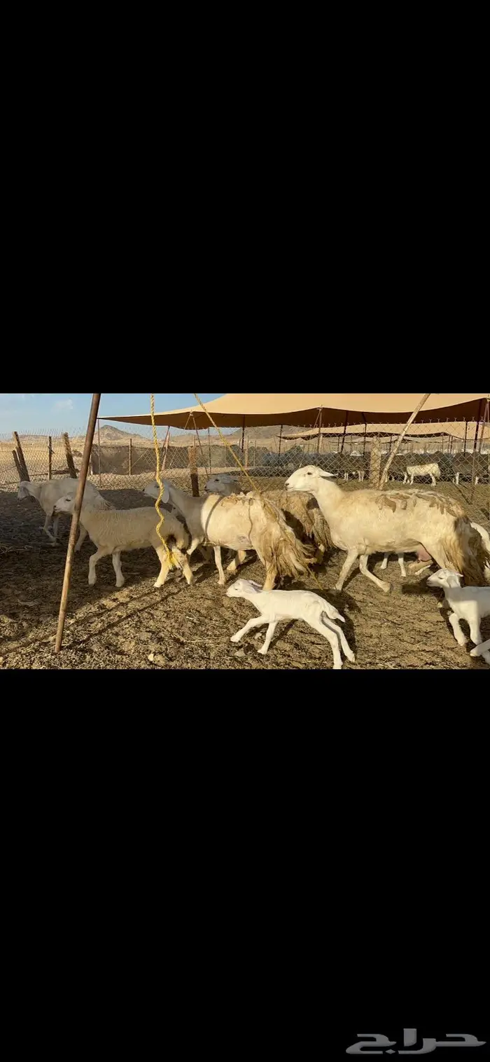 عرض نادر غنم حرش عددها 39 بالفحل وتحتها 20 6
