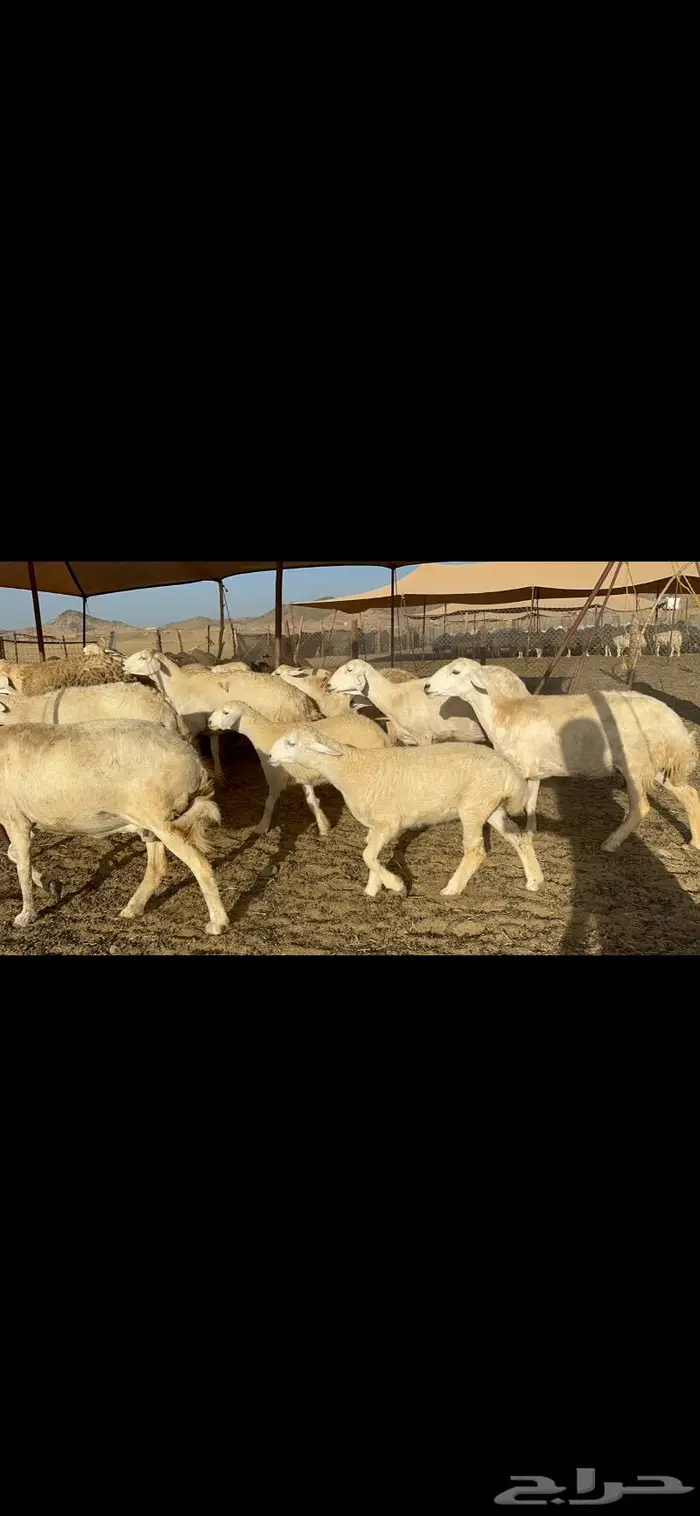 عرض نادر غنم حرش عددها 39 بالفحل وتحتها 20 2