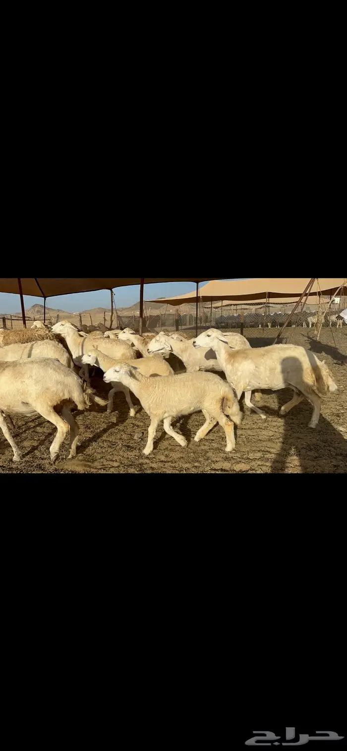 عرض نادر غنم حرش عددها 39 بالفحل وتحتها 20 1