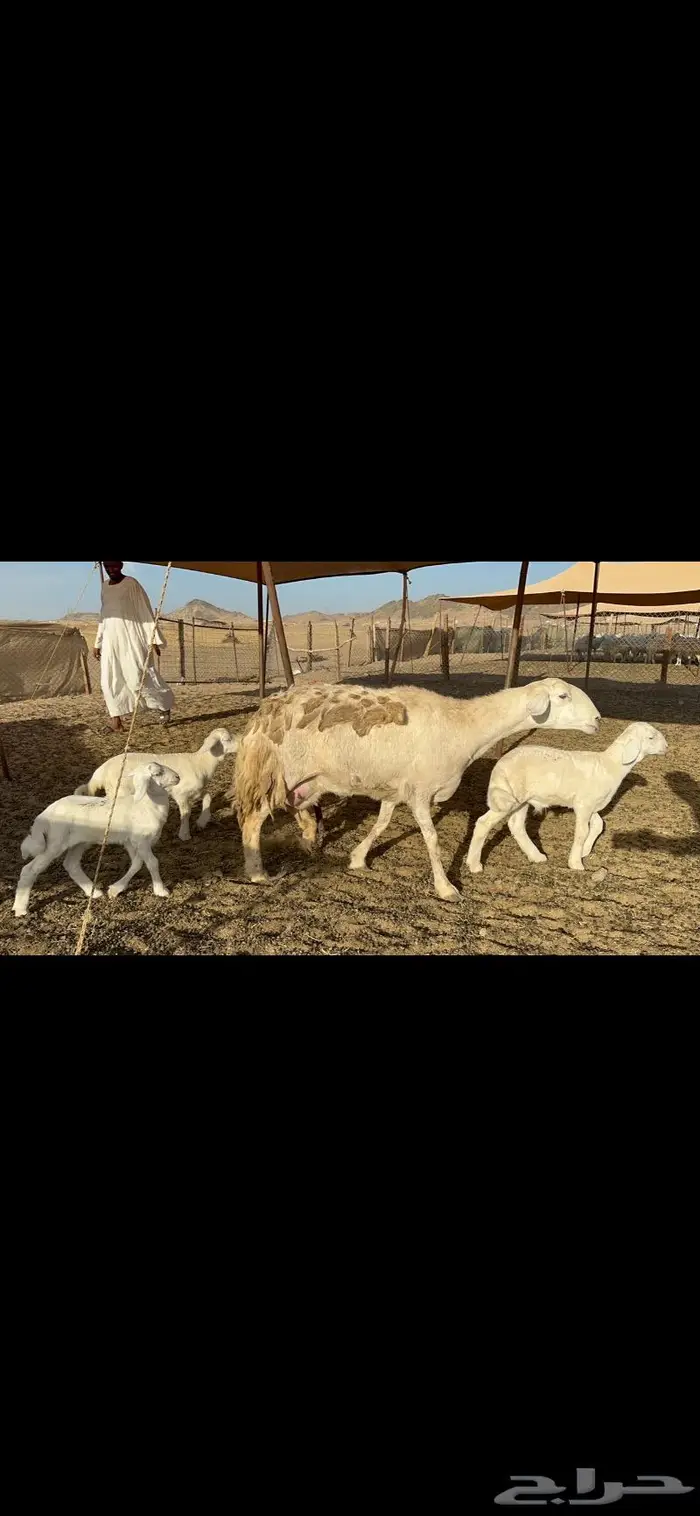 عرض نادر غنم حرش عددها 39 بالفحل وتحتها 20 9