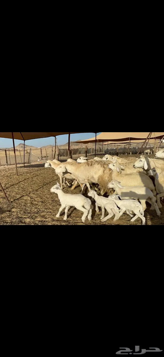عرض نادر غنم حرش عددها 39 بالفحل وتحتها 20 8