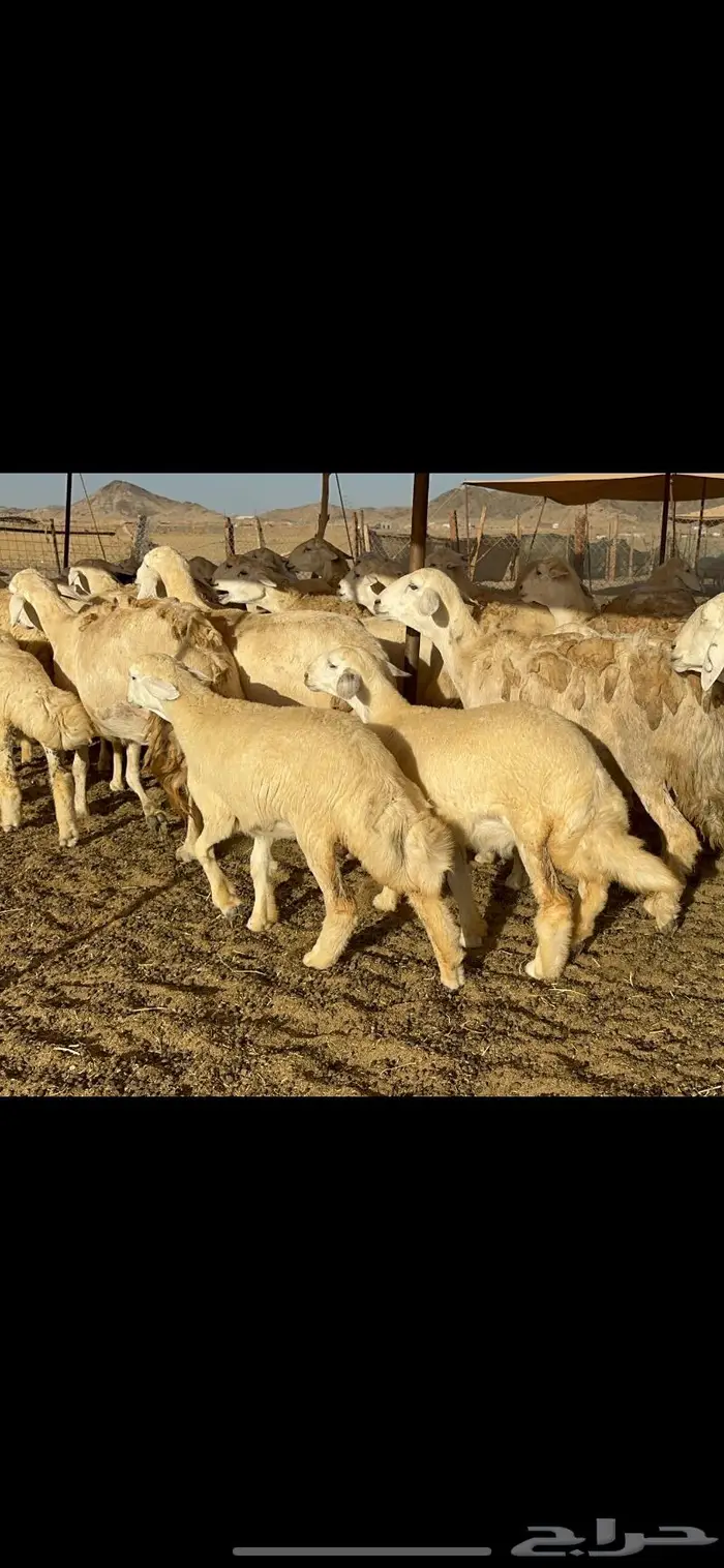 عرض نادر غنم حرش عددها 39 بالفحل وتحتها 20 10