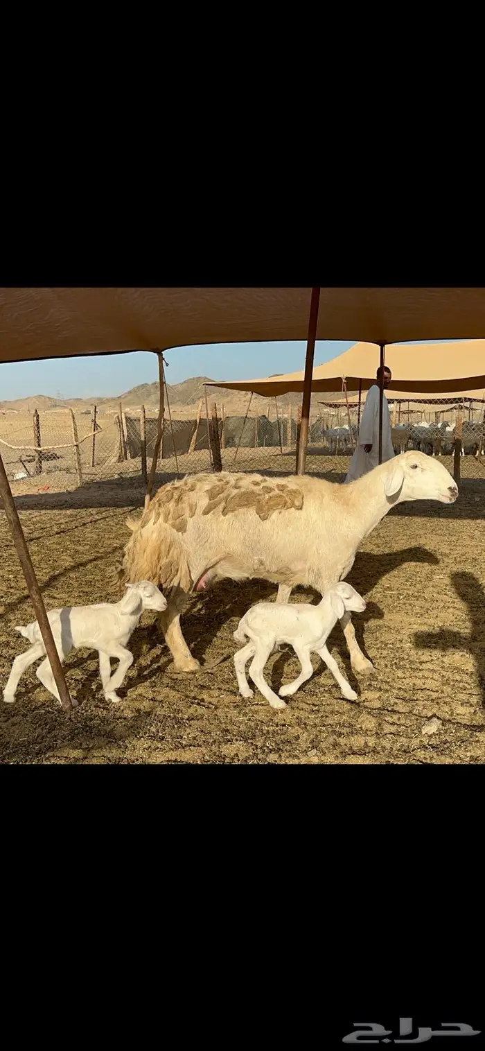عرض نادر غنم حرش عددها 39 بالفحل وتحتها 20 11